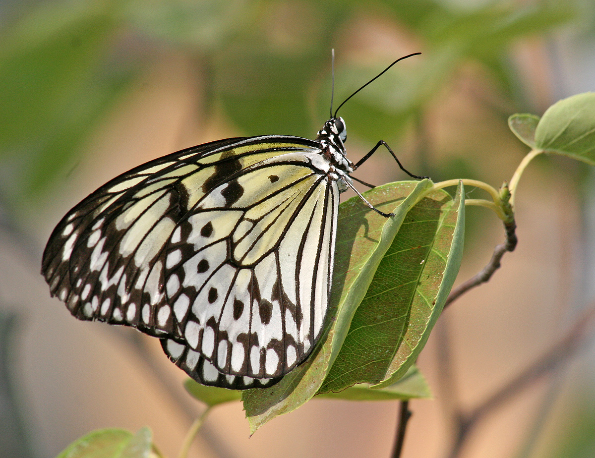 Paper Kite Butterfly & repost