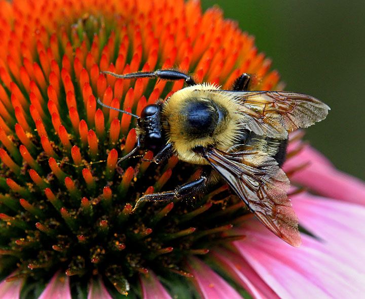 Bee close-up
