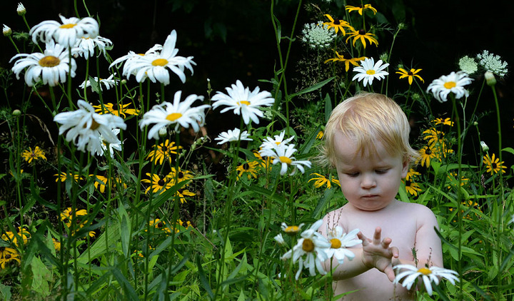 Amongst Flowers