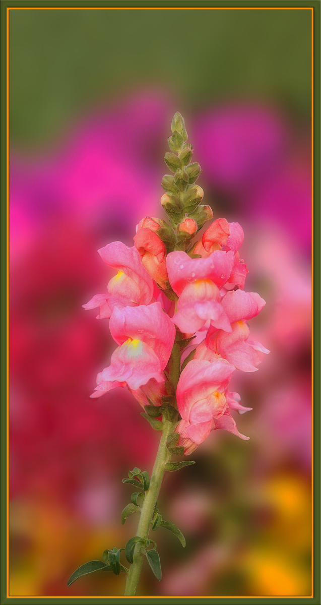 A Riot of Colour