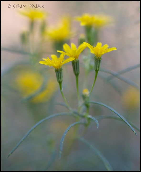 Fetid Marigold 2