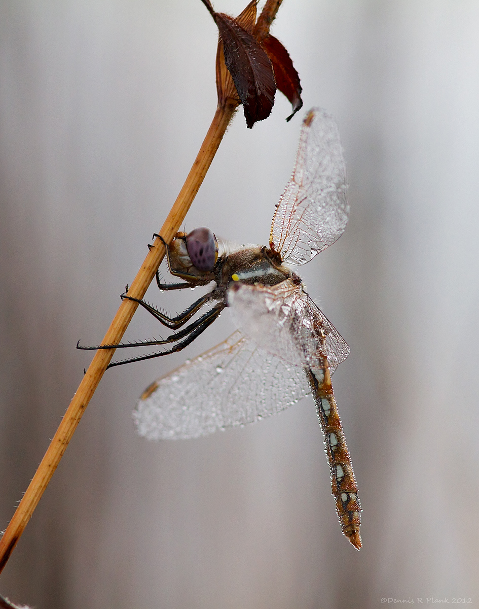 Variegated Meadowhawk