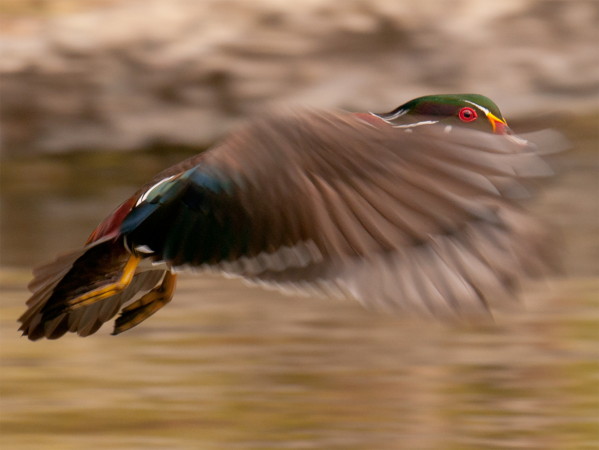 wood duck