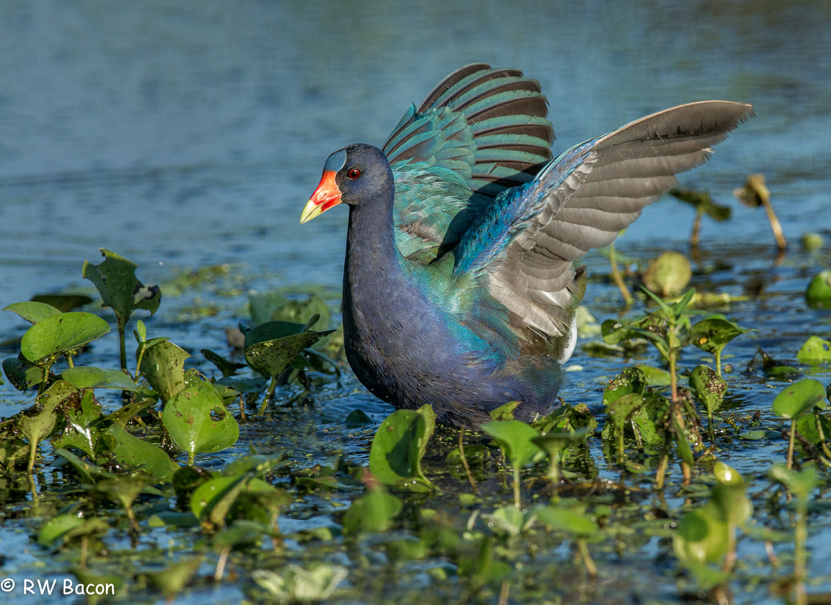 Purple Gallinule