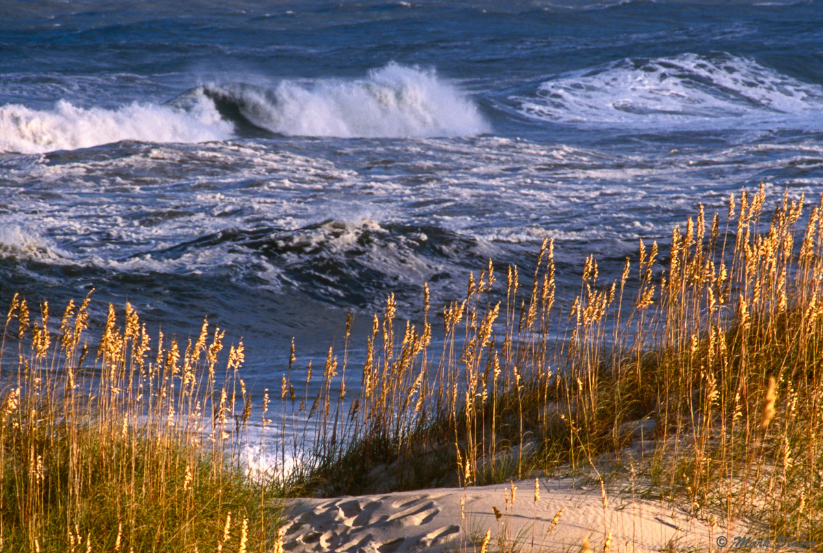 Sea Oats & Surf