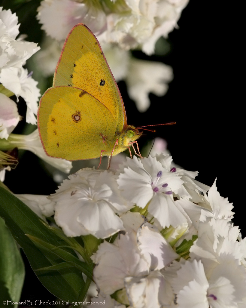 Clouded Sulphur