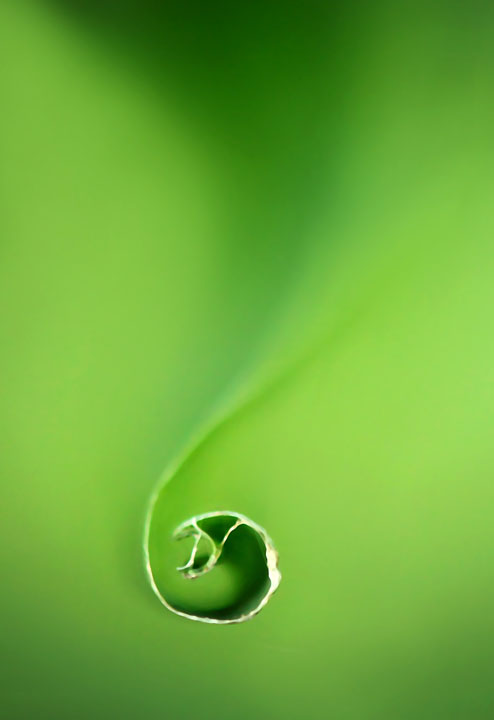 Curled leaf