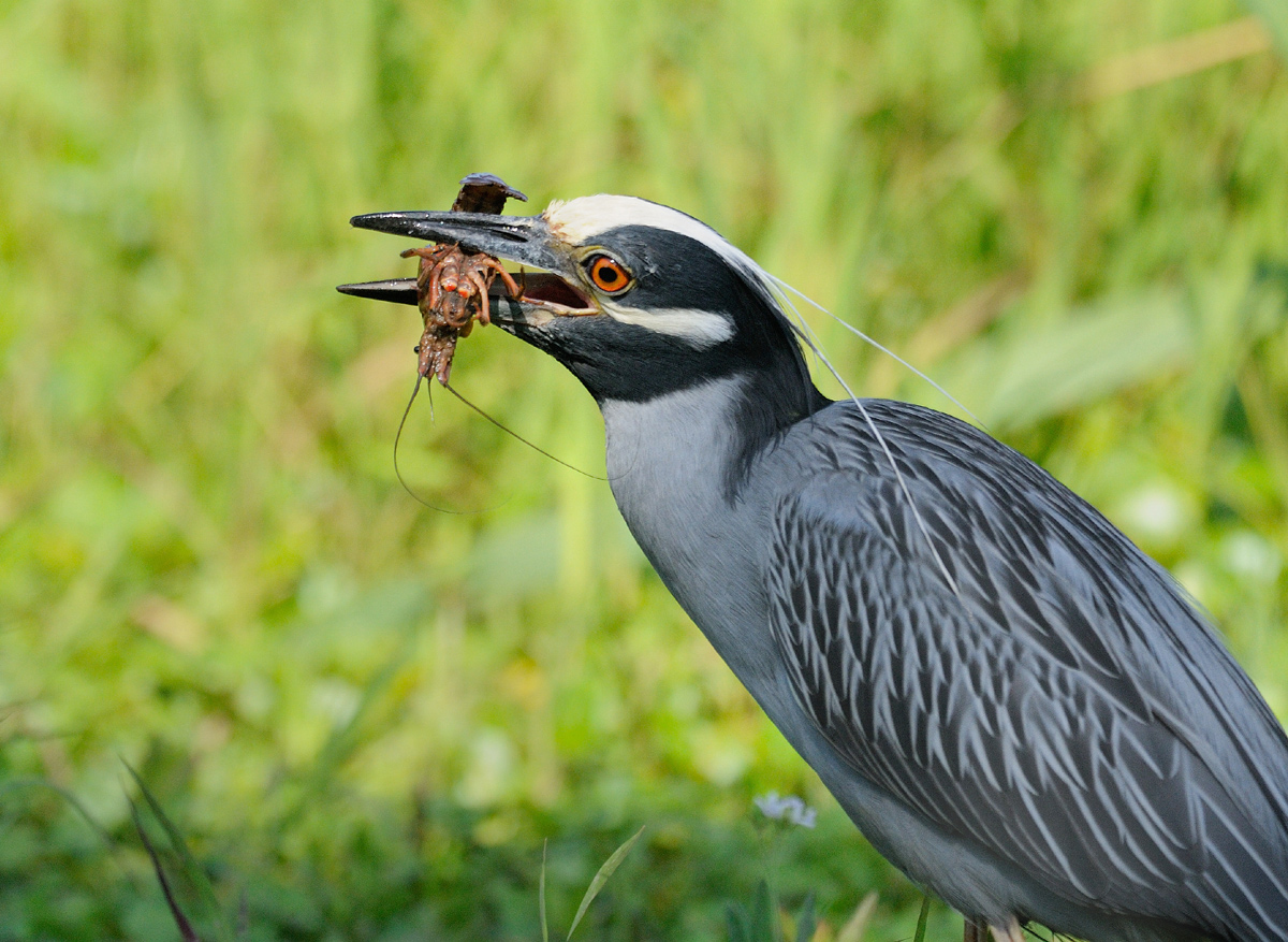 Heron and prey