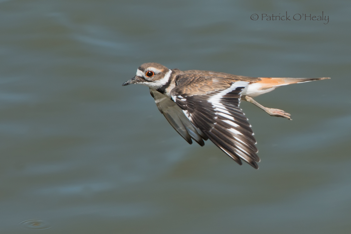 Killdeer Repost