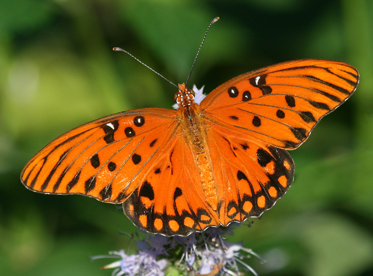 Gulf Fritillary
