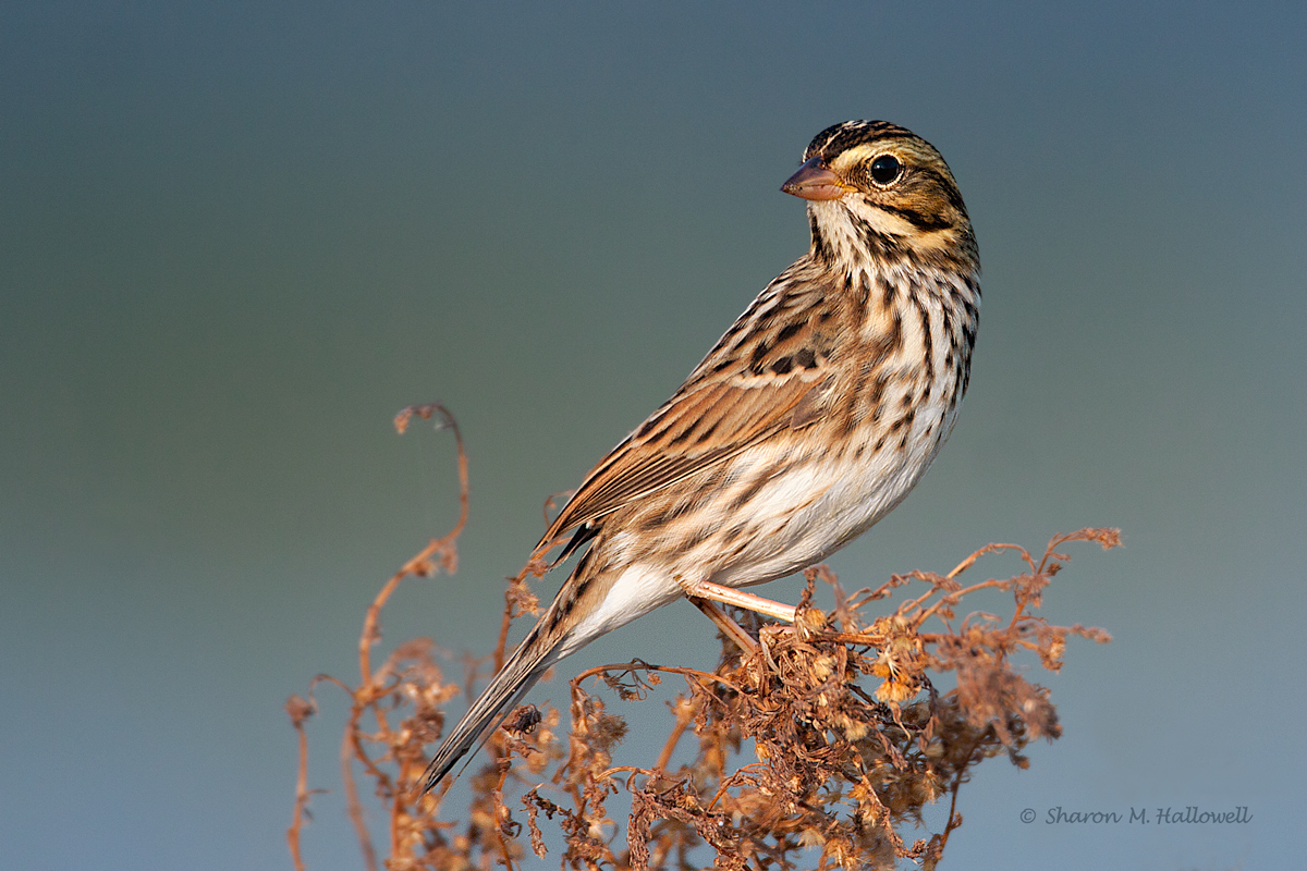 Savannah Sparrow