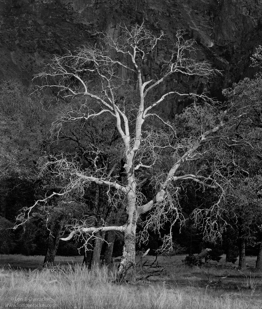 Preston's Tree