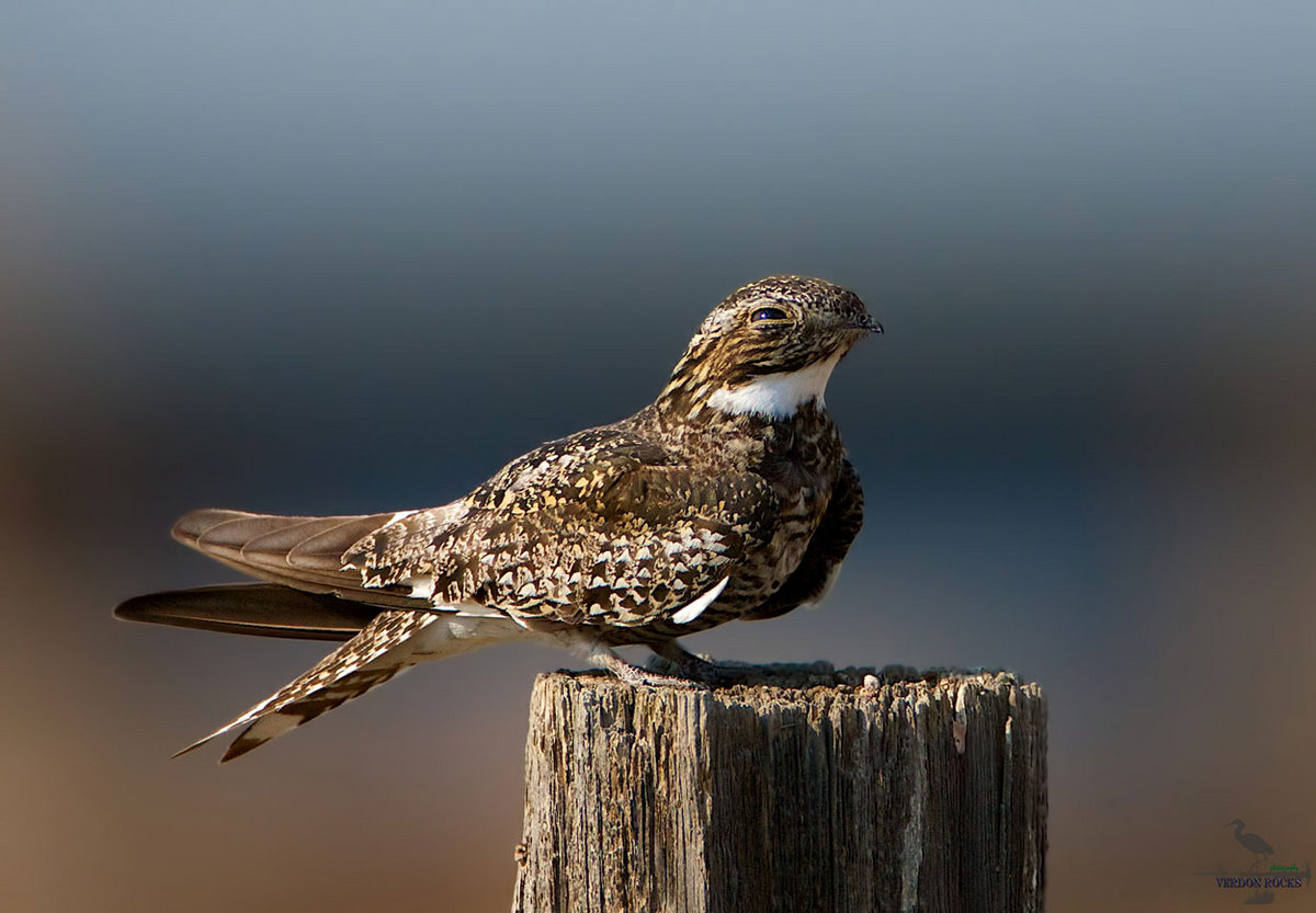 Common Nighthawk