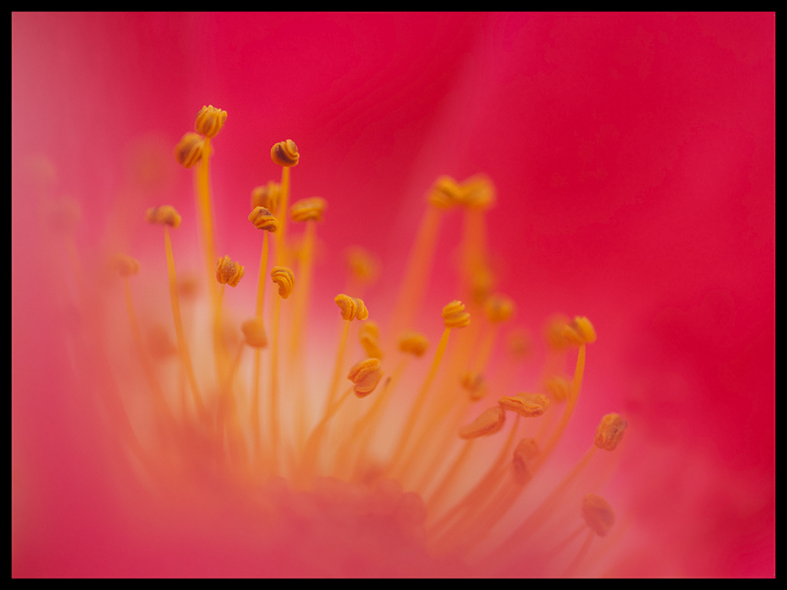 Center of a Rose