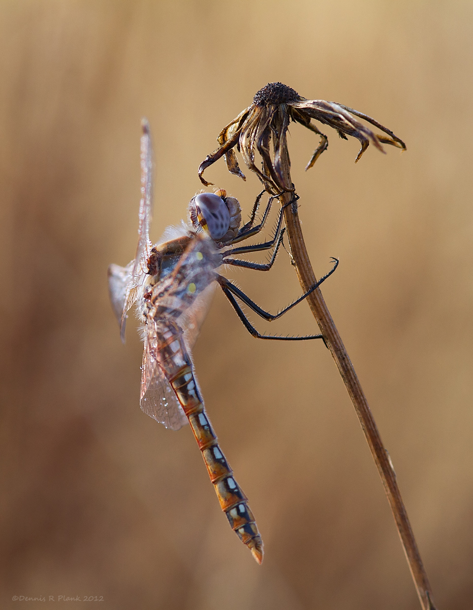 Last Dragonfly