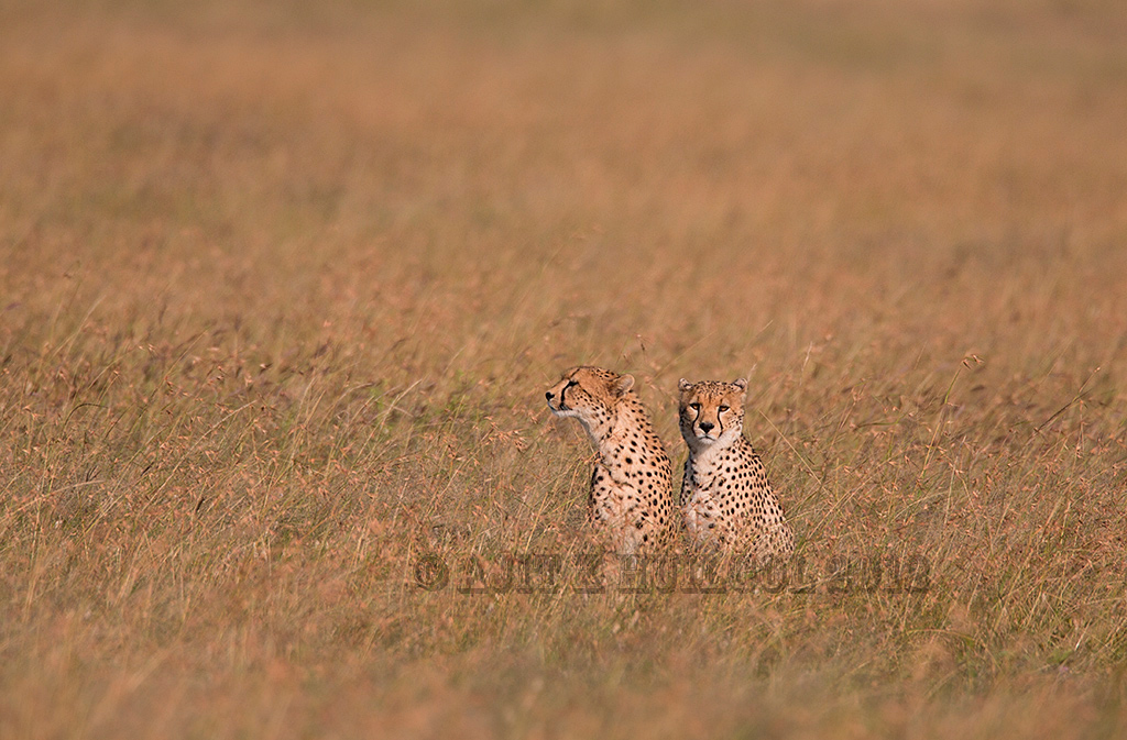Cheetahs on Mara plains