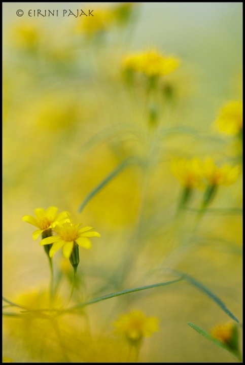 Fetid Marigold 4
