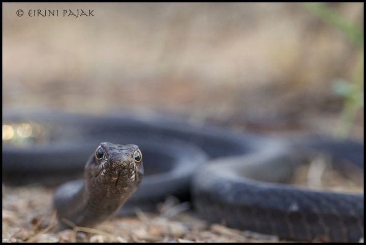 Coachwhip + Repost