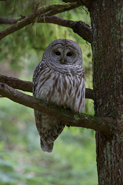 Barred Owl-see lightened version below
