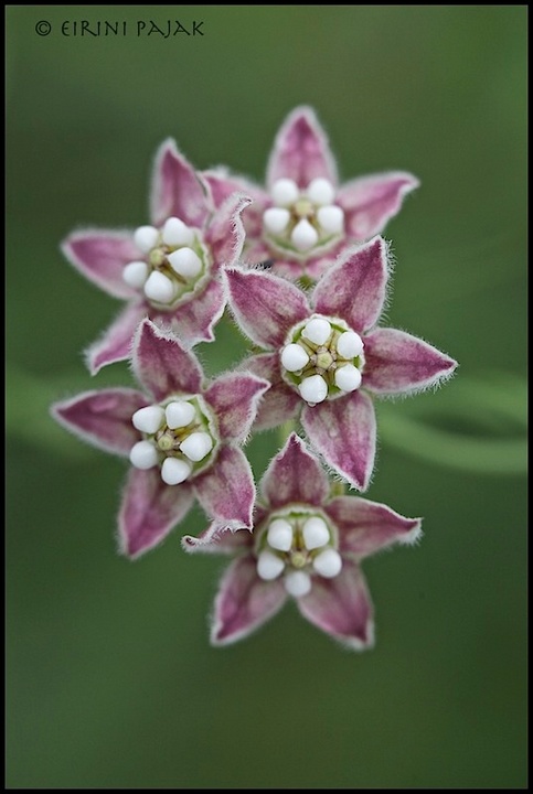 Rambling Milkweed