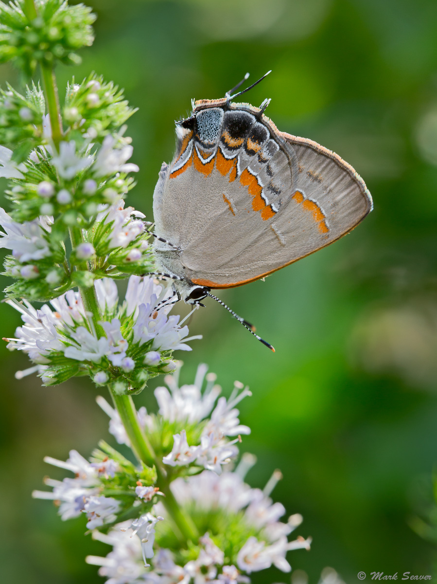 Red-banded Hairstreak