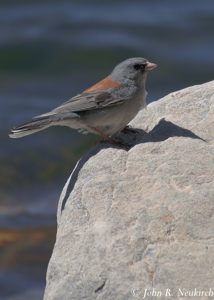 Junco