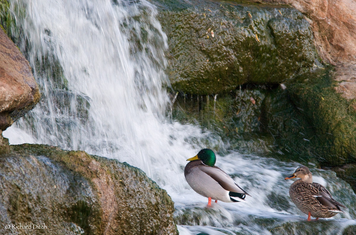 Mallard