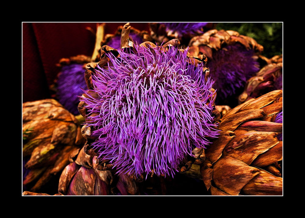 More Flowering Artichoke
