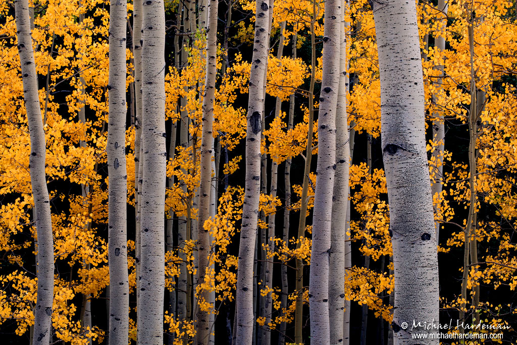 There Be Aspens Here