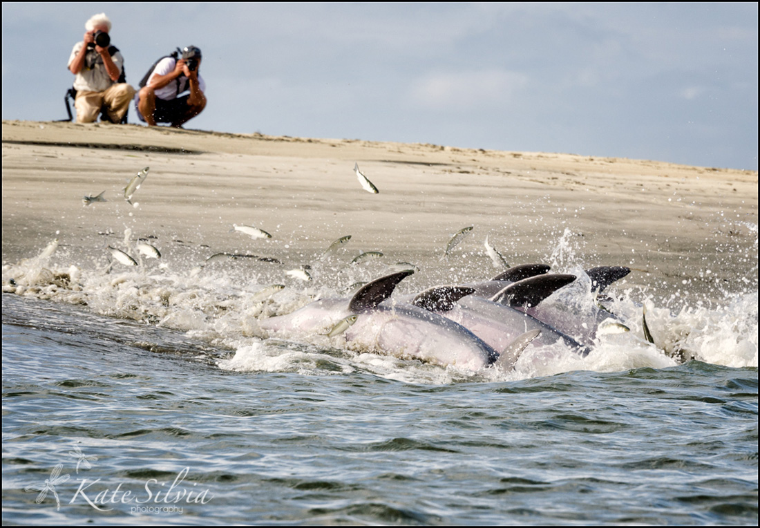 Dolphin Seekers...