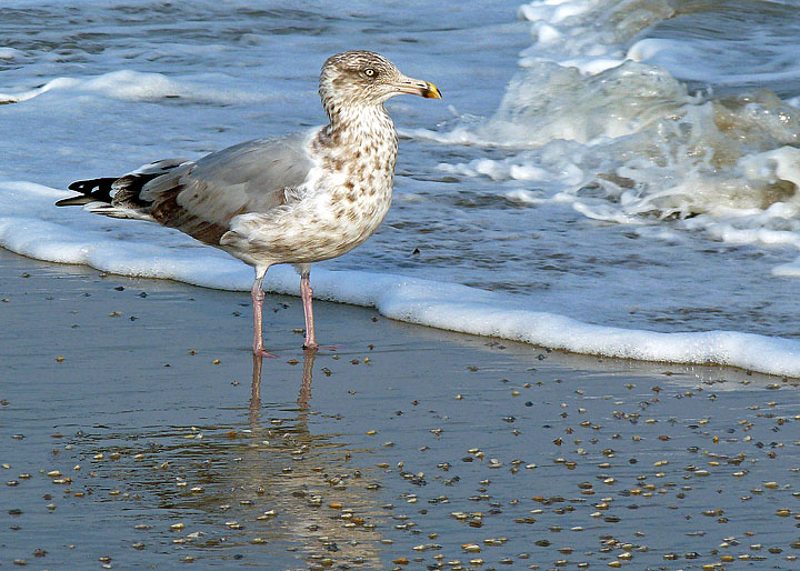 Beach regular
