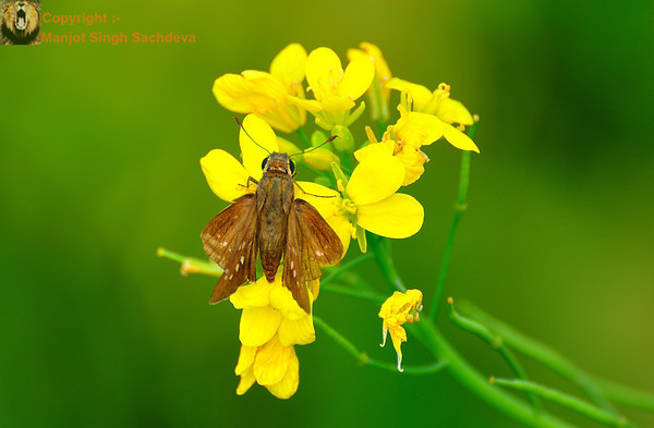 Mustard Flower