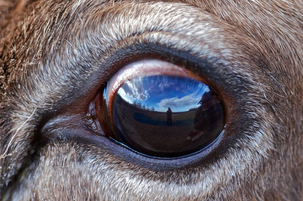 In the Eye of a Caribou 