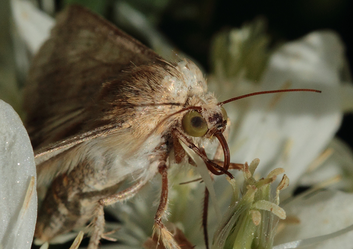 Moth-Butterfly?
