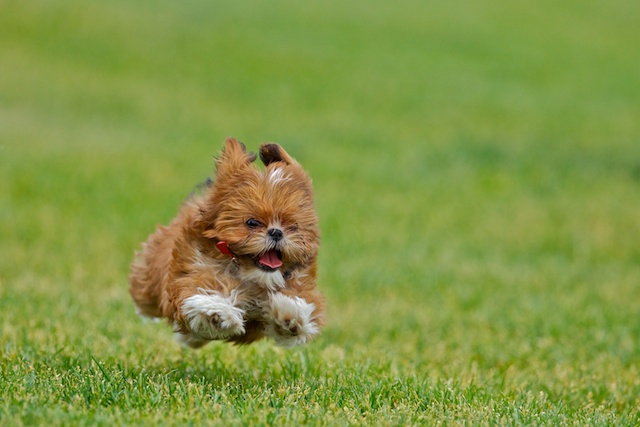 Hover Dog