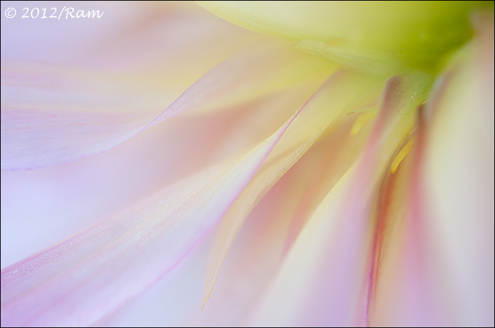 Dahlia Abstract-3