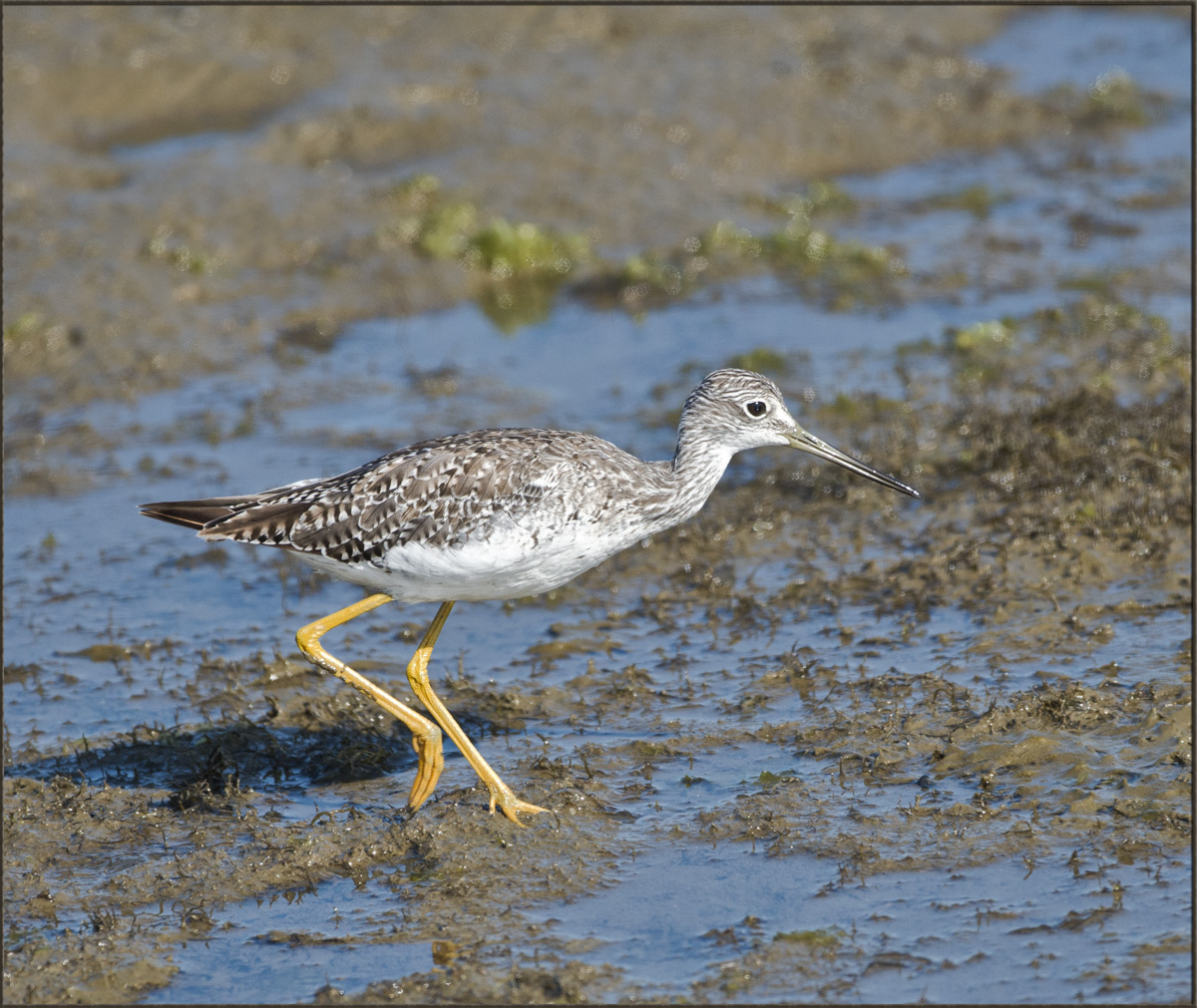 Yellowlegs