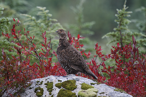 Sooty Grouse