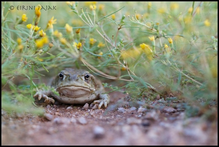 Toad