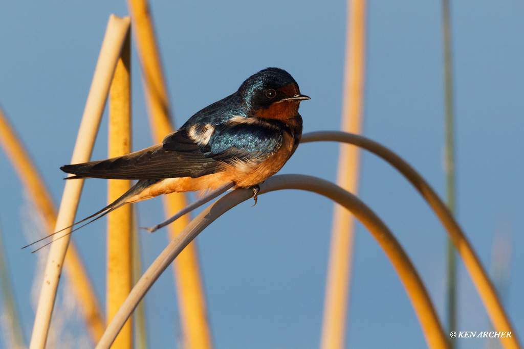 Barn Swallow