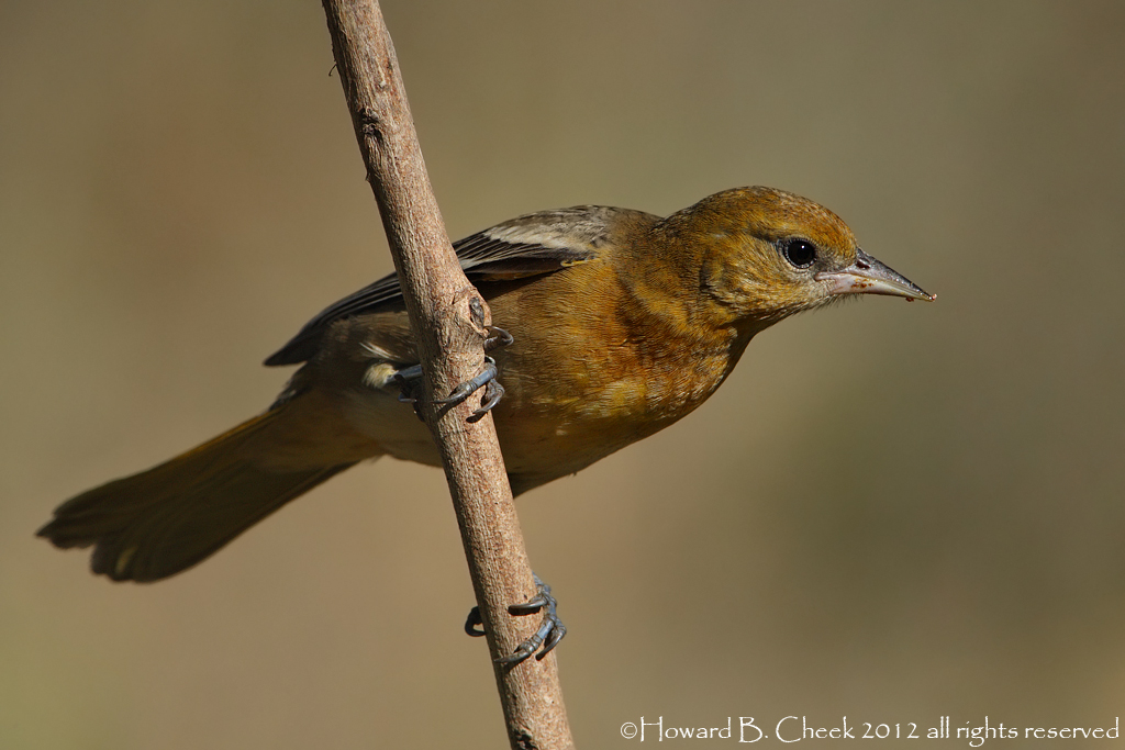 Baltimore Oriole Female