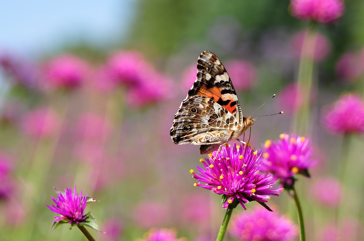 Butterfly