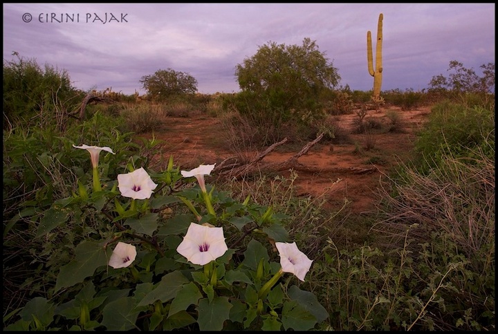 Datura at Dusk + REPOST