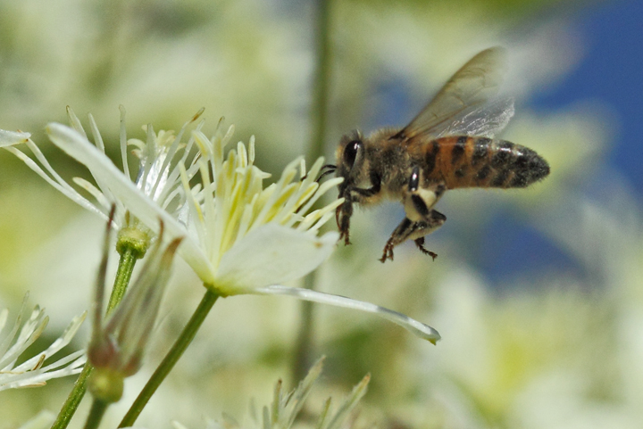 Honey bee