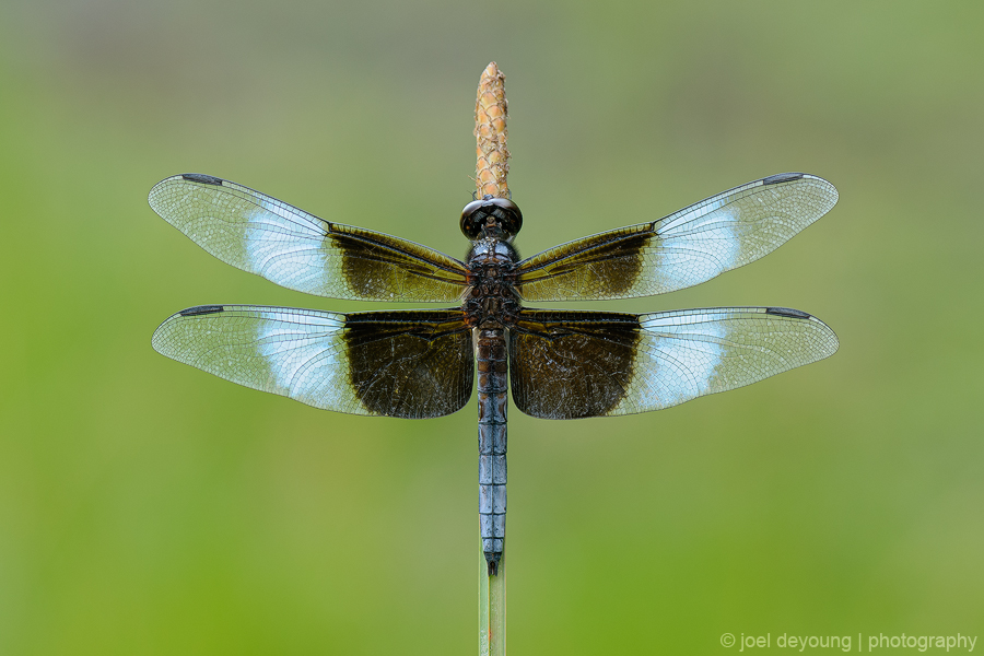 Widow Skimmer