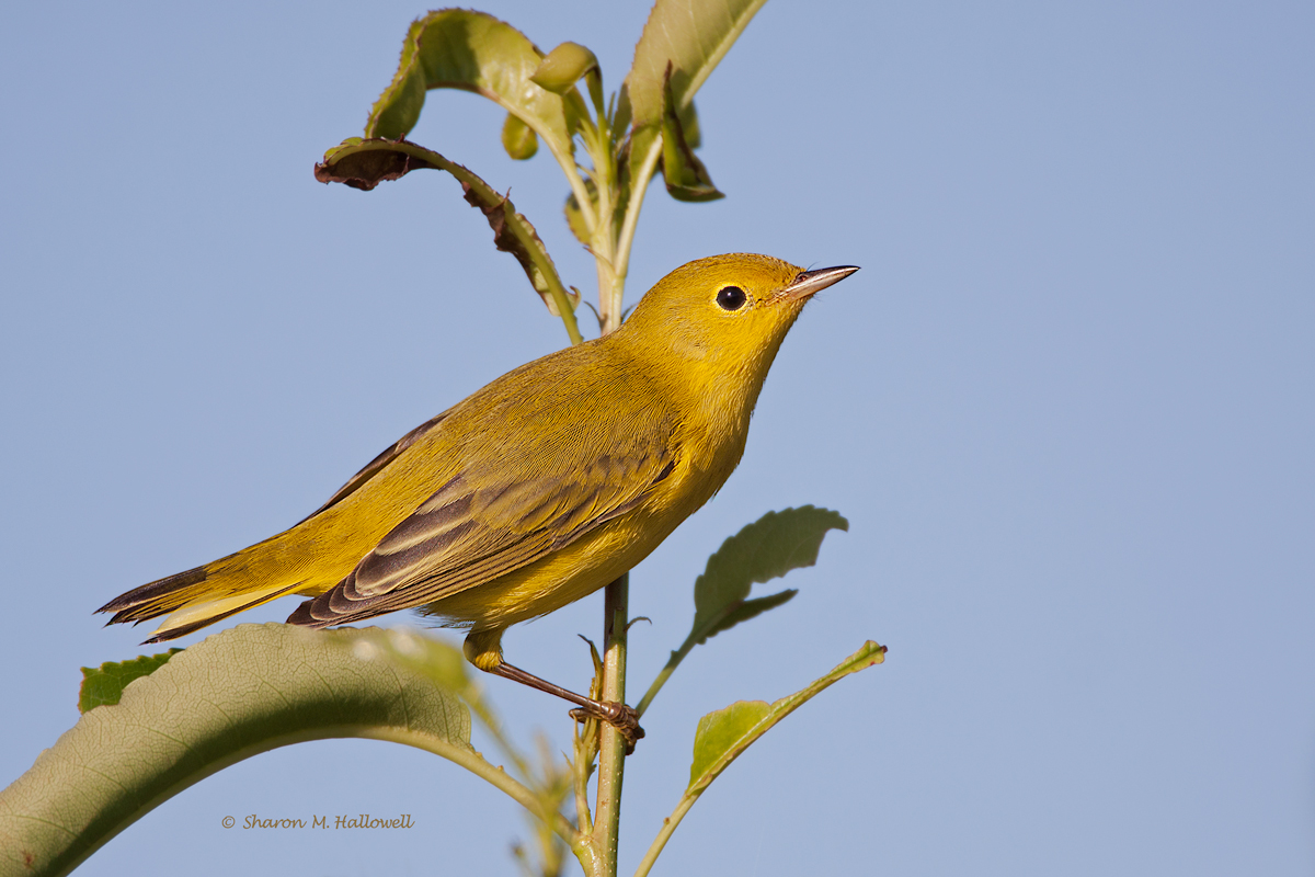 Yellow Warbler