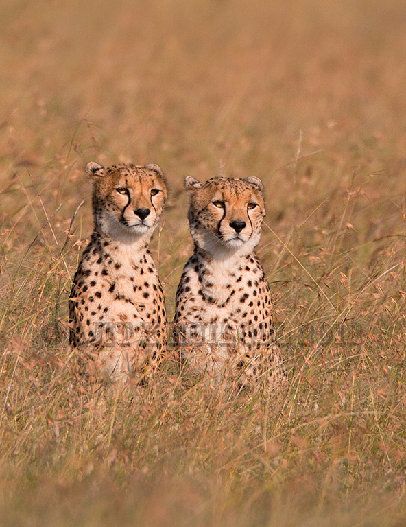 Cheetah mother and cub