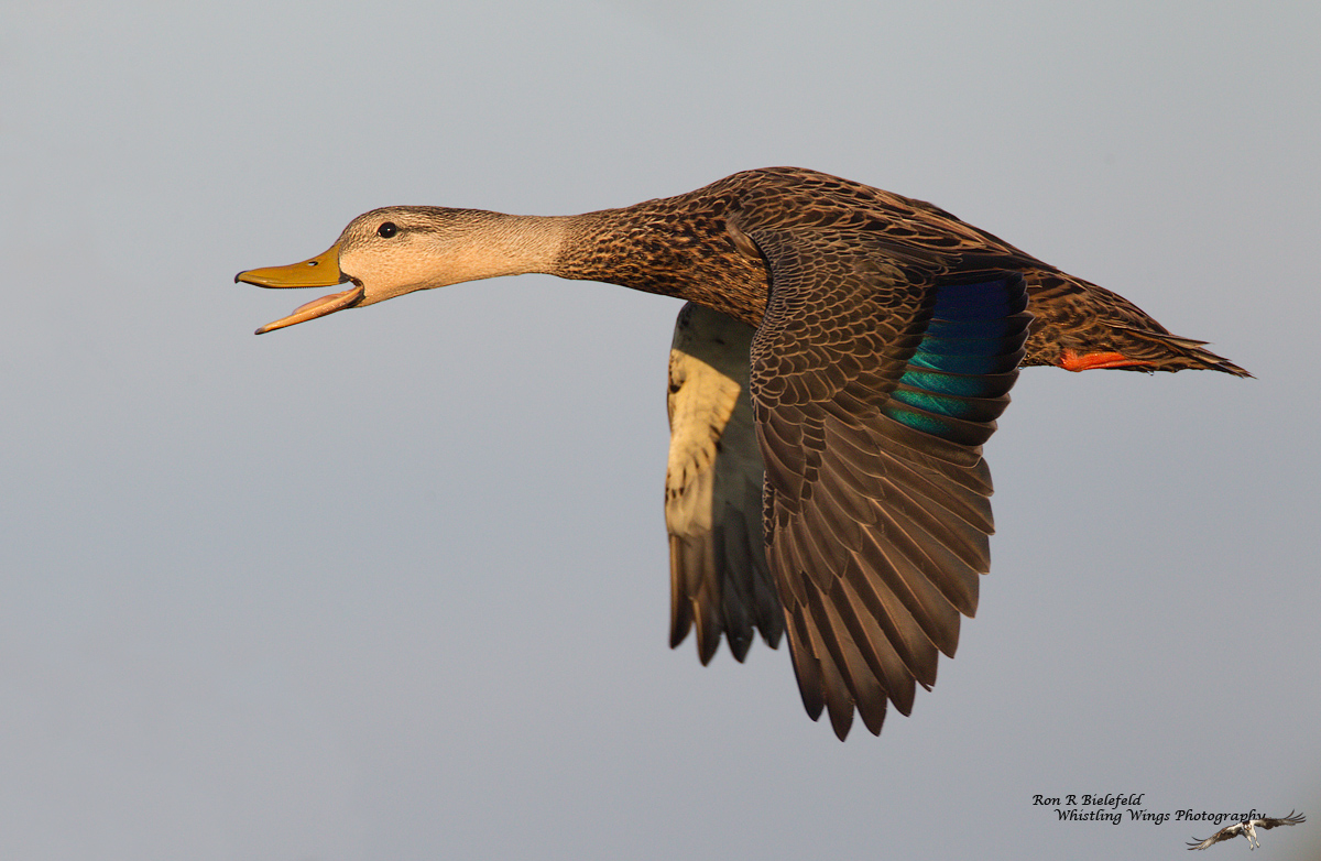 FL Mottled Duck-male