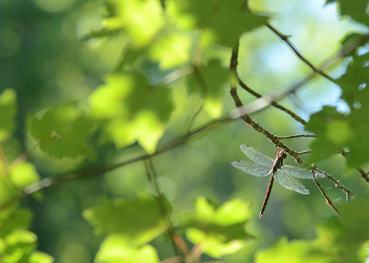 Dragonfly