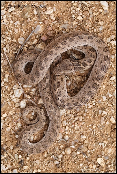 Night Snake